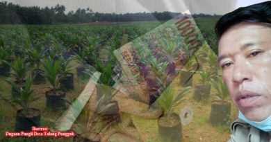 Ilustrasi-dugaan-pungli-bibit-sawit-desa-Talang-Pungguk-2